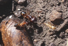 Camponotus maculatus