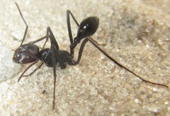 Ocymyrmex velox