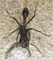 Ocymyrmex velox