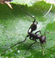 Ocymyrmex velox