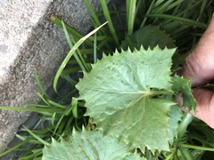 Sonchus oleraceus