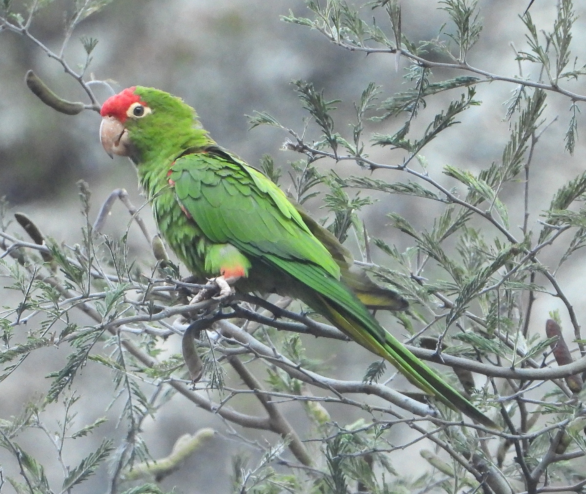 Aratinga wagleri image