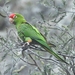 Western Cordilleran Parakeet - Photo (c) Nelson Apolo, some rights reserved (CC BY-NC), uploaded by Nelson Apolo