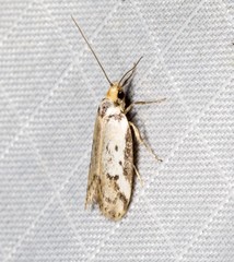 Philobota thiocrossa