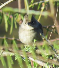Coryphospingus pileatus