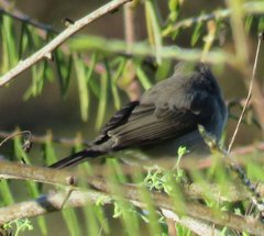 Coryphospingus pileatus