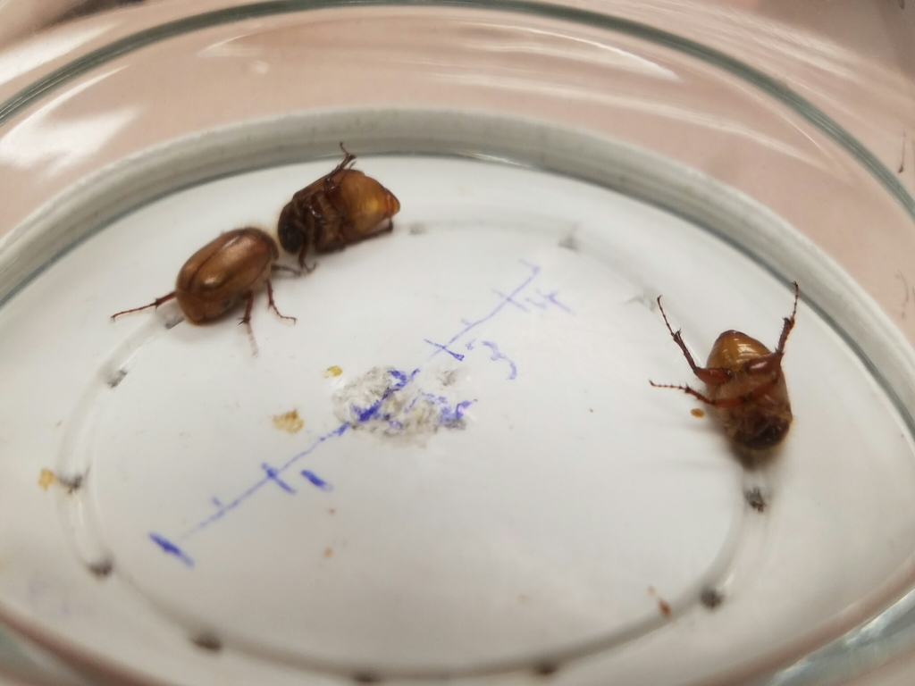 Phyllophaga crinita