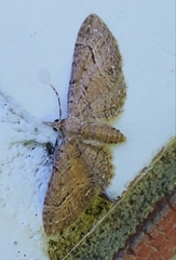 Eupithecia unicolor