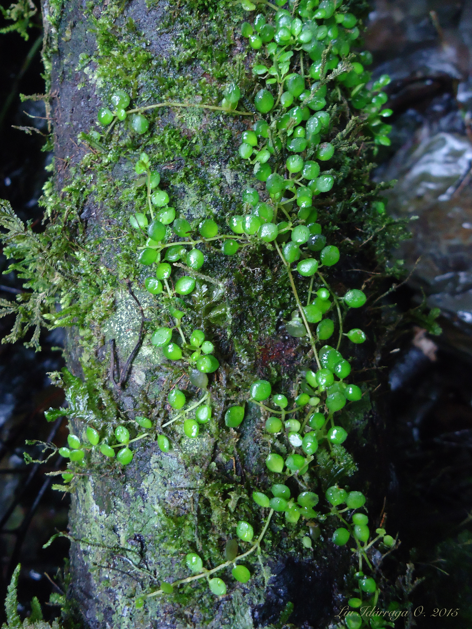 Peperomia circinnata