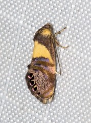 Eupselia tristephana