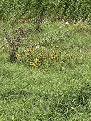 Rudbeckia amplexicaulis