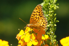 Speyeria coronis