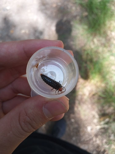 Four-spotted Carrion Beetle, Goirle, Spoorbaan, 5051 ET Goirle, Netherlands, photo 6 of 10