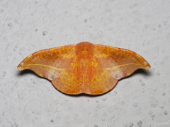 Oreta pingorum