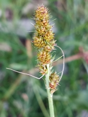 Carex annectens