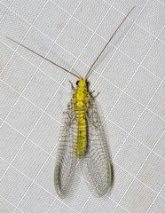 Italochrysa insignis