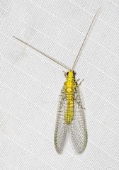 Italochrysa insignis