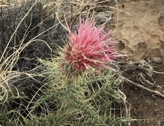Cirsium arizonicum bipinnatum