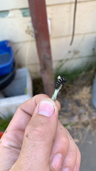 Lepidoptera