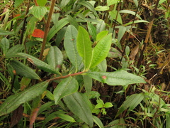 Escallonia paniculata