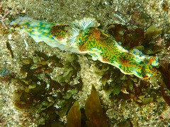 Miamira flavicostata