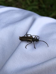 Stenocorus flavolineatus