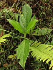 Macrocarpaea macrophylla