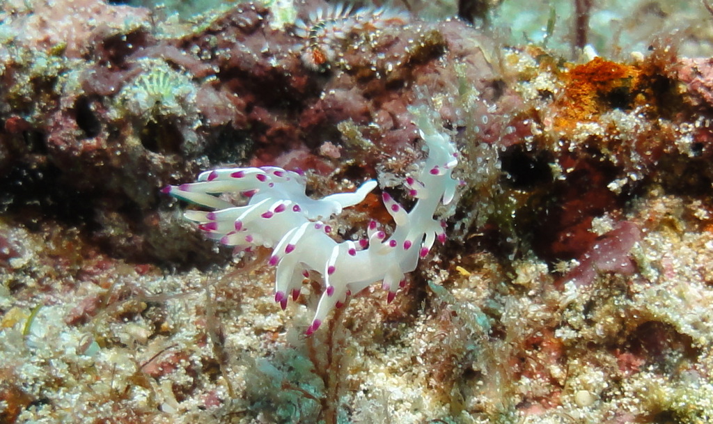 Flabellina bulbosa