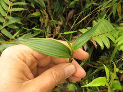Elleanthus aurantiacus