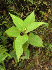 Munnozia senecionidis