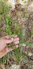 Liatris compacta