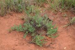 Osteospermum lanceolatum