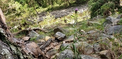 Liatris compacta