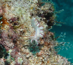 Flabellina llerae
