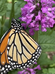Danaus plexippus