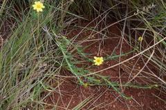Osteospermum lanceolatum