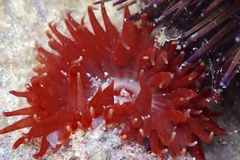 Phlyctenanthus australis