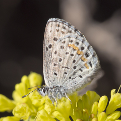 Euphilotes ancilla