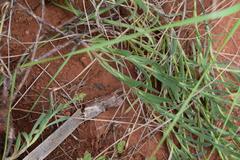 Osteospermum lanceolatum