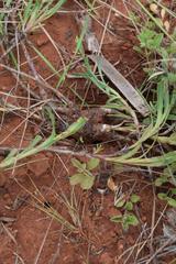 Osteospermum lanceolatum
