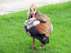 Alopochen aegyptiaca