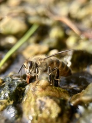 Apis cerana japonica
