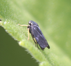 Limotettix anthracinus