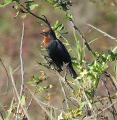 Chrysomus ruficapillus