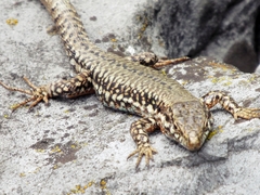 Podarcis muralis