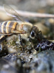 Apis cerana japonica