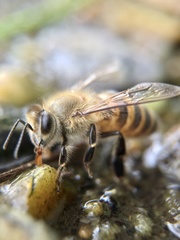 Apis cerana japonica