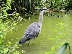 Ardea cinerea