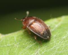 Stelidota geminata