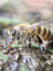 Apis cerana japonica